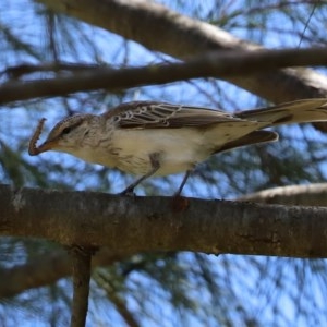 Lalage tricolor at Fyshwick, ACT - 11 Dec 2020