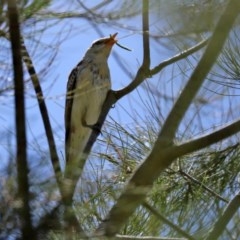 Lalage tricolor at Fyshwick, ACT - 11 Dec 2020 12:04 PM