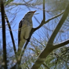 Lalage tricolor at Fyshwick, ACT - 11 Dec 2020