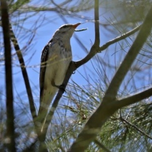 Lalage tricolor at Fyshwick, ACT - 11 Dec 2020 12:04 PM