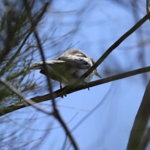 Lalage tricolor at Fyshwick, ACT - 11 Dec 2020