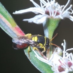 Hylaeus (Euprosopis) elegans (Harlequin Bee) at Stromlo, ACT - 10 Dec 2020 by Harrisi