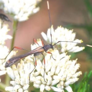 Enchoptera apicalis at Paddys River, ACT - 10 Dec 2020 12:27 PM