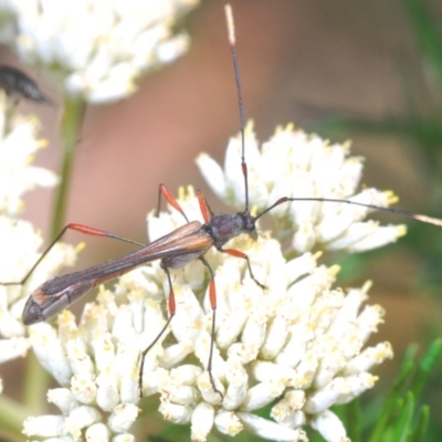 Enchoptera apicalis (Longhorn beetle) at Paddys River, ACT - 10 Dec 2020 by Harrisi