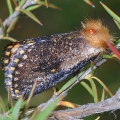Epicoma contristis (Yellow-spotted Epicoma Moth) at Cotter River, ACT - 12 Dec 2020 by Harrisi