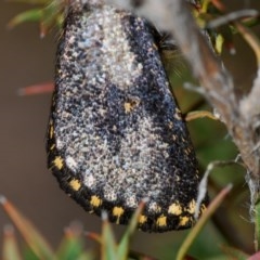 Epicoma contristis at Cotter River, ACT - 12 Dec 2020