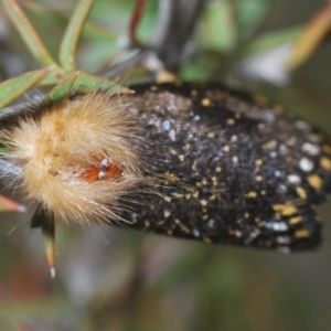 Epicoma contristis at Cotter River, ACT - 12 Dec 2020