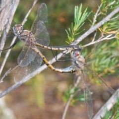 Hemicordulia tau (Tau Emerald) at Black Mountain - 11 Dec 2020 by Harrisi