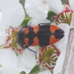 Castiarina kershawi (A jewel beetle) at Brindabella, NSW - 12 Dec 2020 by Harrisi