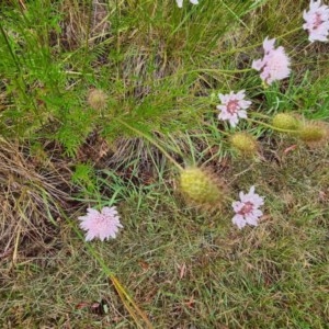 Scabiosa atropurpurea at Kaleen, ACT - 13 Dec 2020