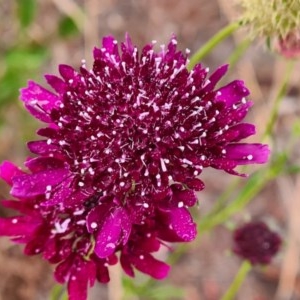 Scabiosa atropurpurea at Kaleen, ACT - 13 Dec 2020