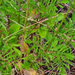 Scabiosa atropurpurea at Kaleen, ACT - 13 Dec 2020