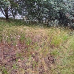 Scabiosa atropurpurea at Kaleen, ACT - 13 Dec 2020