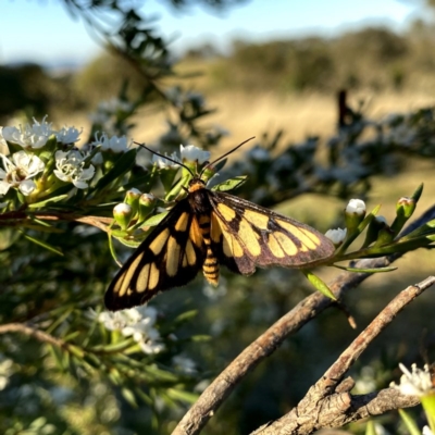 Amata (genus) (Handmaiden Moth) at QPRC LGA - 9 Dec 2020 by Wandiyali
