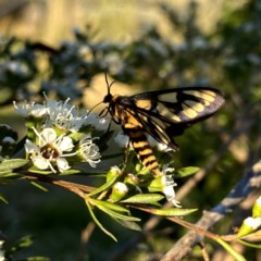 Amata (genus) at Googong, NSW - 9 Dec 2020 03:35 PM