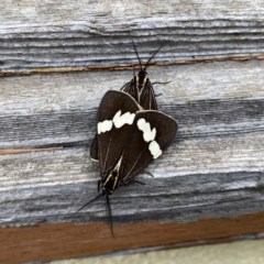 Nyctemera amicus (Senecio Moth, Magpie Moth, Cineraria Moth) at QPRC LGA - 2 Dec 2020 by Wandiyali