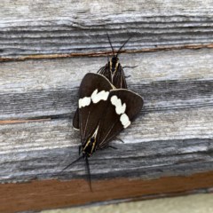 Nyctemera amicus (Senecio Moth, Magpie Moth, Cineraria Moth) at Googong, NSW - 2 Dec 2020 by Wandiyali