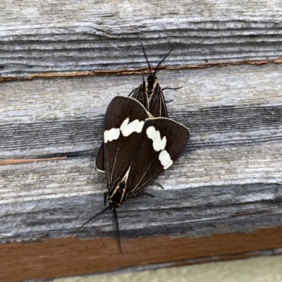 Nyctemera amicus (Senecio Moth, Magpie Moth, Cineraria Moth) at QPRC LGA - 2 Dec 2020 by Wandiyali