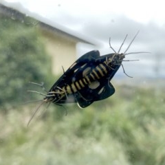 Nyctemera amicus at Googong, NSW - 3 Dec 2020