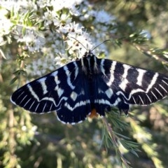 Comocrus behri (Mistletoe Day Moth) at Googong, NSW - 9 Dec 2020 by Wandiyali