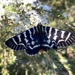 Comocrus behri at Googong, NSW - 9 Dec 2020