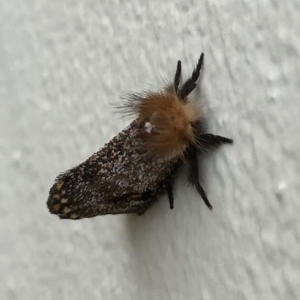 Epicoma contristis at Chapman, ACT - 10 Dec 2020