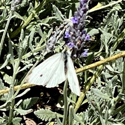 Pieris rapae (Cabbage White) at Googong, NSW - 5 Dec 2020 by Wandiyali