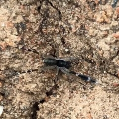 Cycloctenidae (family) (Scuttling Spiders) at Acton, ACT - 12 Dec 2020 by WindyHen