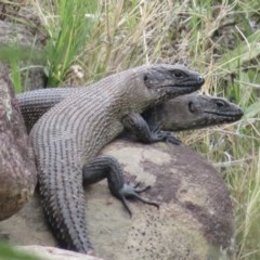 Egernia cunninghami (Cunningham's Skink) at Araluen, NSW - 12 Dec 2020 by RobParnell