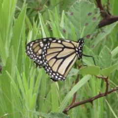 Danaus plexippus (Monarch) at QPRC LGA - 12 Dec 2020 by RobParnell