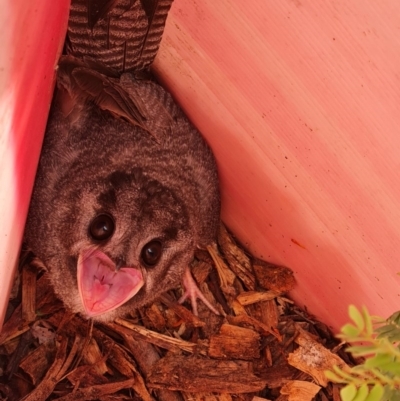 Aegotheles cristatus (Australian Owlet-nightjar) at Jerrabomberra, ACT - 12 Dec 2020 by Mike
