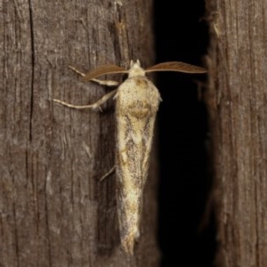 Eremochroa alphitias at Melba, ACT - 16 Nov 2020 09:56 PM