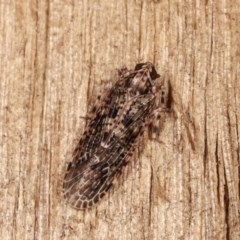 Plectoderini (tribe) (Planthopper) at Melba, ACT - 16 Nov 2020 by kasiaaus
