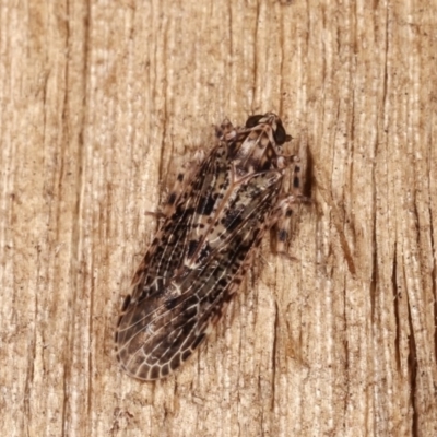 Dipsiathus pallidifrons (Achilid planthopper) at Melba, ACT - 16 Nov 2020 by kasiaaus