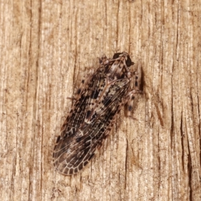 Plectoderini (tribe) (Planthopper) at Melba, ACT - 16 Nov 2020 by kasiaaus