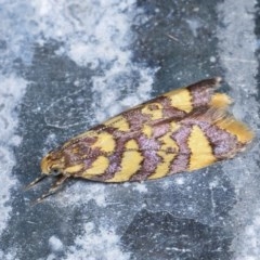 Tisobarica thyteria (A concealer moth) at Melba, ACT - 16 Nov 2020 by kasiaaus