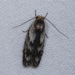 Phylomictis maligna (A Stenomatinae moth) at Melba, ACT - 16 Nov 2020 by kasiaaus