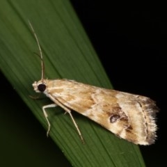 Hellula hydralis at Melba, ACT - 16 Nov 2020 10:01 PM