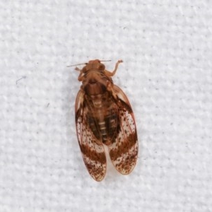 Psyllidae sp. (family) at Melba, ACT - 16 Nov 2020