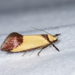 Crepidosceles exanthema (Wingia group) at Melba, ACT - 16 Nov 2020 by kasiaaus
