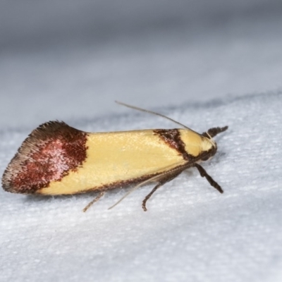 Crepidosceles exanthema (Wingia group) at Melba, ACT - 16 Nov 2020 by kasiaaus