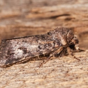 Thoracolopha verecunda at Melba, ACT - 16 Nov 2020 11:18 PM