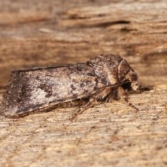 Thoracolopha verecunda at Melba, ACT - 16 Nov 2020