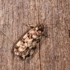 Barea (genus) (A concealer moth) at Melba, ACT - 16 Nov 2020 by kasiaaus