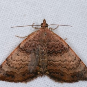 Chrysolarentia mecynata at Melba, ACT - 16 Nov 2020