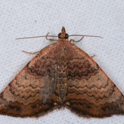 Chrysolarentia mecynata (Mecynata Carpet Moth) at Melba, ACT - 16 Nov 2020 by kasiaaus