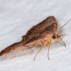 Chrysolarentia mecynata at Melba, ACT - 16 Nov 2020