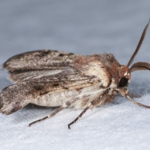 Agrotis porphyricollis at Melba, ACT - 16 Nov 2020 11:40 PM