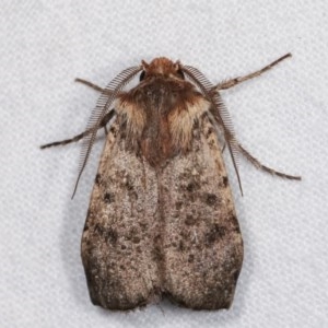 Agrotis porphyricollis at Melba, ACT - 16 Nov 2020 11:40 PM