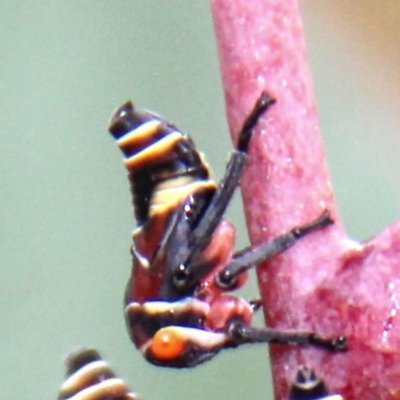 Eurymeloides punctata (Gumtree hopper) at Throsby, ACT - 12 Dec 2020 by davobj